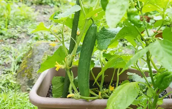 2泊3日の帰省中、プランターどうする？　菜園のプロが教える“水やり対策”