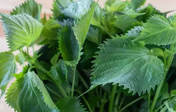 夏に食べたい大葉が「2週間も長持ち」！　プロが教える保存ワザが、こちら