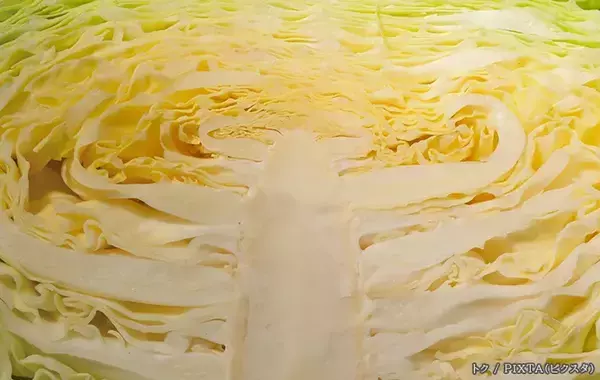 キャベツの外葉や芯を捨ててない？　１玉を無駄なく食べきる『プロの使い分け』