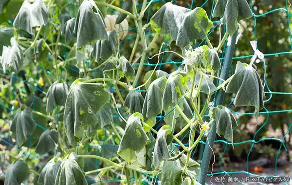 夏の水やり、『こまめにやる』『2回目たっぷり』←どっちがいい？　家庭菜園のプロに聞いた