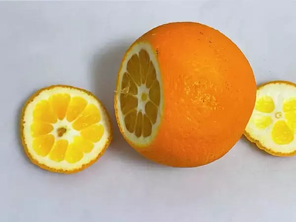ちまちま切るのはもうやめた！　オレンジがパカッと開く切り方がこちら
