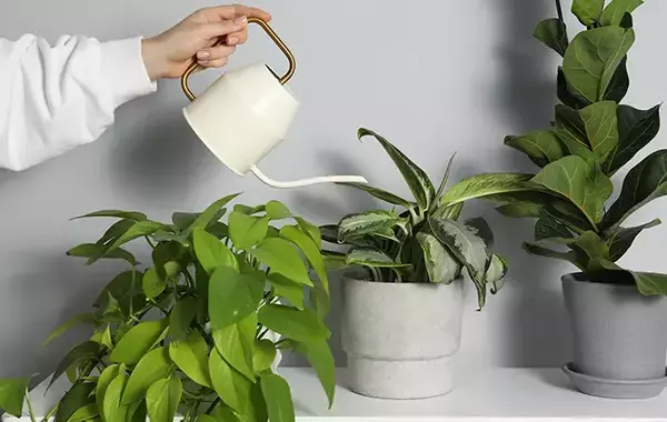 すぐ枯れるのは水やりのせい？　『健康』な植物を育てるには