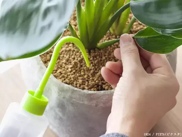 すぐ枯れるのは水やりのせい？　『健康』な植物を育てるには