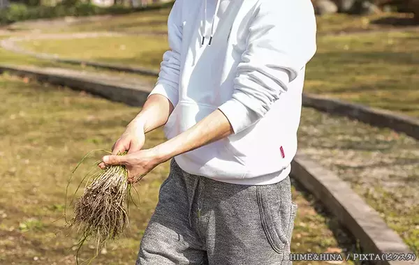 庭の雑草、抜いた後どうする？　意外と見落としがちな『ひと手間』とは