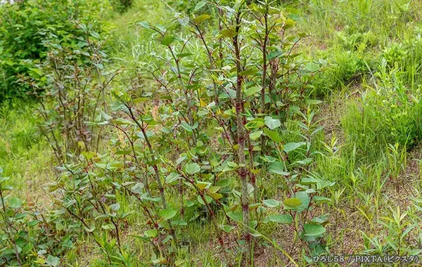 庭の雑草、抜いた後どうする？　意外と見落としがちな『ひと手間』とは