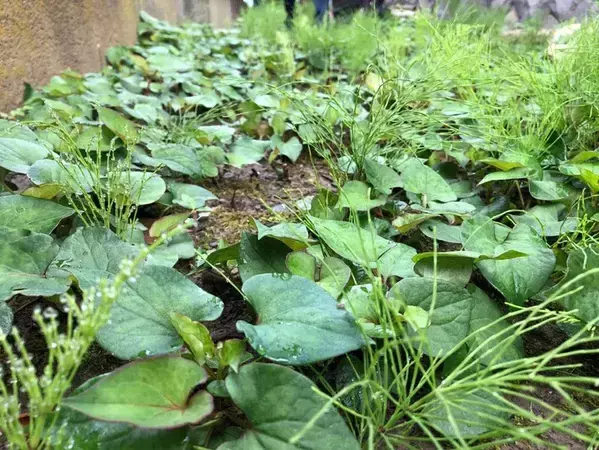 庭の雑草、抜いた後どうする？　意外と見落としがちな『ひと手間』とは