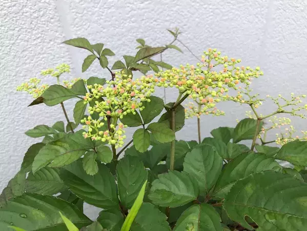 庭の雑草、抜いた後どうする？　意外と見落としがちな『ひと手間』とは