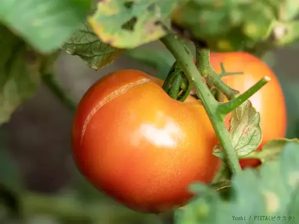 「トマトのヘタ部分にヒビが入ってる…」　食べられるのか、『JAひだ』に聞いた