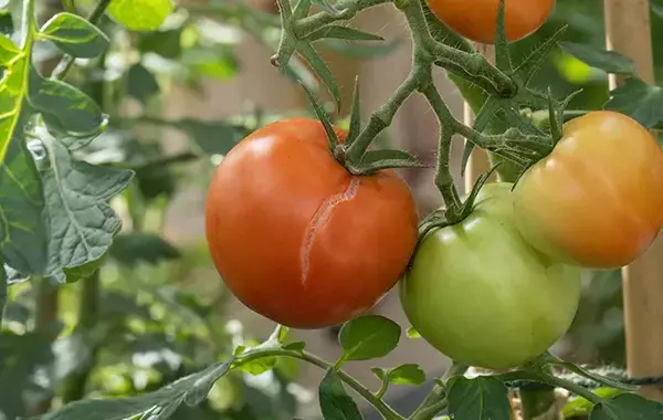 「トマトのヘタ部分にヒビが入ってる…」　食べられるのか、『JAひだ』に聞いた