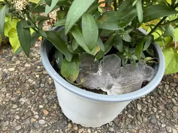 常温に戻した保冷剤　鉢植えに絞ると？　2日後の変化に「試して驚き！」