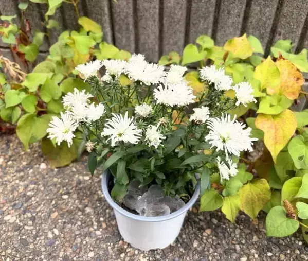 常温に戻した保冷剤　鉢植えに絞ると？　2日後の変化に「試して驚き！」