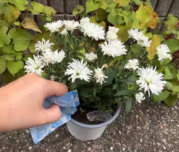 常温に戻した保冷剤　鉢植えに絞ると？　2日後の変化に「試して驚き！」