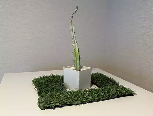 トイレの棚上に『人工芝』を置いたらオシャレに！　100均アイテムの活用術3選
