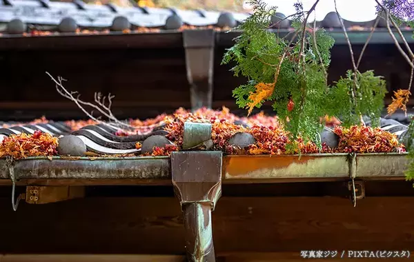 隣の家から大量の落ち葉が…「清掃費を払って」と請求できる？　弁護士の回答は