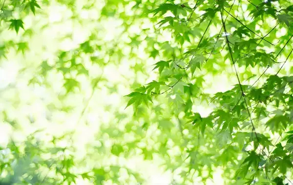 デザートを待つ4歳児の言葉に「どこで習ったの？」日本人の感性から生まれた言葉に『世界の見方が変わる』