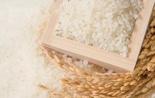 『新米7：古米3』を目安に炊飯　さらにおいしく炊くためのコツをプロに聞いた