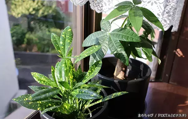 秋の水やり、減らすべきは『頻度』『量』どっち？　プロが教える観葉植物の育て方