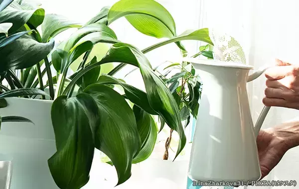 秋の水やり、減らすべきは『頻度』『量』どっち？　プロが教える観葉植物の育て方
