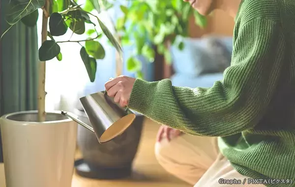 秋の水やり、減らすべきは『頻度』『量』どっち？　プロが教える観葉植物の育て方