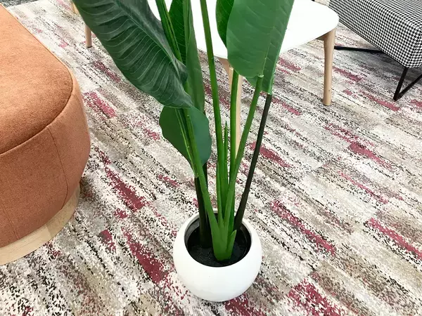 秋の水やり、減らすべきは『頻度』『量』どっち？　プロが教える観葉植物の育て方