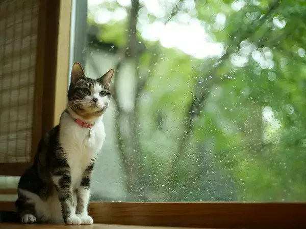 「ただの長雨」か「趣ある秋霖」か　雨の名前を知ると景色が変わる日本語の豊かさ