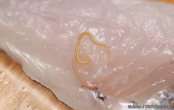 サンマを食べていたら『赤い糸』が出てきた！　正体を聞いてみると