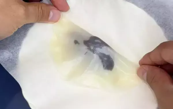 餃子の皮を『30秒』　ゆでて作る簡単おやつに「焼くより好きかも」「モチモチ」