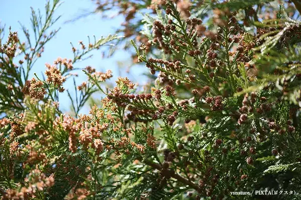秋に大量発生するカメムシ　金鳥が教える有効な対策とは