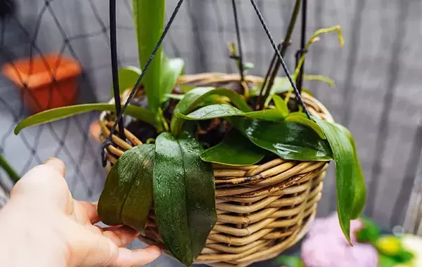 天気で判断はNG！　プロに聞いたベランダ鉢植えの正しい水やり見極め方