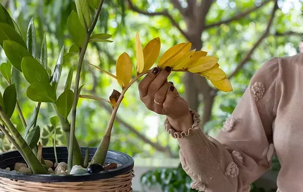 天気で判断はNG！　プロに聞いたベランダ鉢植えの正しい水やり見極め方