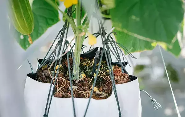天気で判断はNG！　プロに聞いたベランダ鉢植えの正しい水やり見極め方