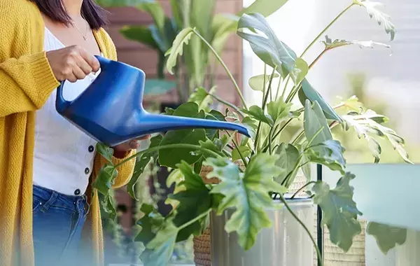 天気で判断はNG！　プロに聞いたベランダ鉢植えの正しい水やり見極め方