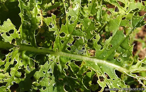 10月も害虫に注意　サントリーフラワーズに聞いた秋の菜園対策