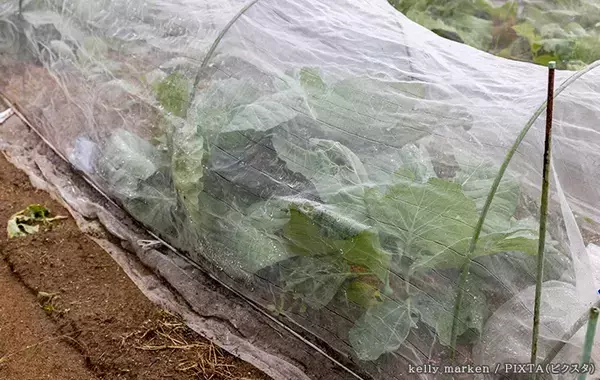 10月も害虫に注意　サントリーフラワーズに聞いた秋の菜園対策