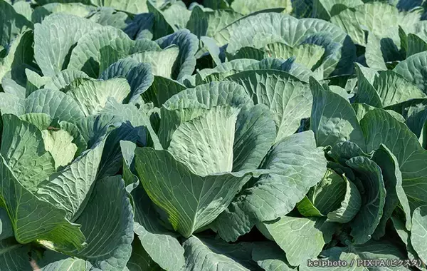 10月も害虫に注意　サントリーフラワーズに聞いた秋の菜園対策