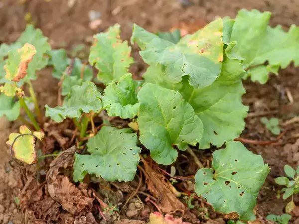10月も害虫に注意　サントリーフラワーズに聞いた秋の菜園対策