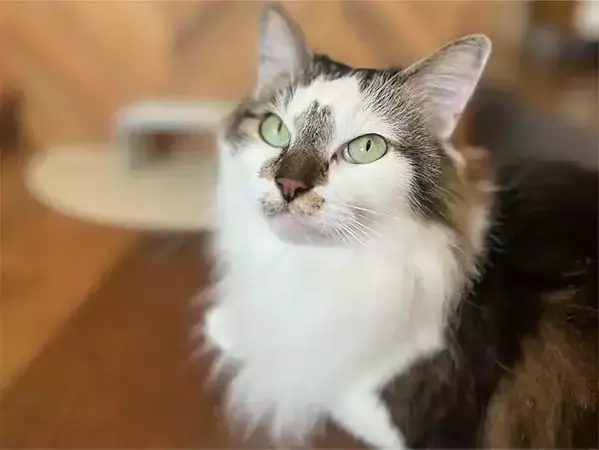 100円ショップの『ブックエンド』で猫のごはん台を手作り！　愛猫の食事に使ってみた