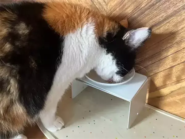 100円ショップの『ブックエンド』で猫のごはん台を手作り！　愛猫の食事に使ってみた