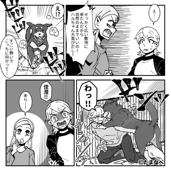 リードなしで大型犬を散歩！注意しても、飼い主「うちの子は賢いから」しかし⇒犬が走り出した直後【ドンッ！！】