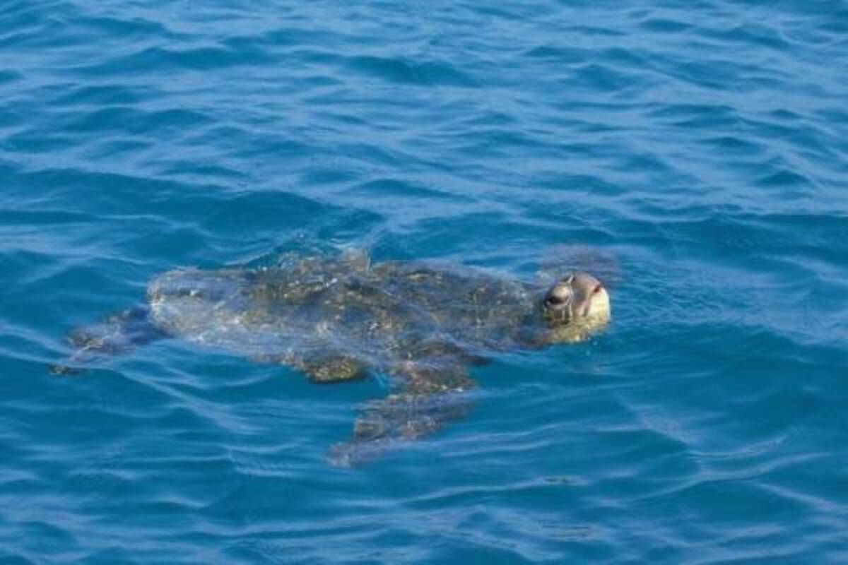 海洋プラスチックごみ を減らすために今日からできること サマリ 年2月7日 ウーマンエキサイト 1 8