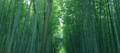 【保存版】京都在住・写真家おすすめの寺社巡り方ルート。嵐山エリアの五感を刺激し、感性を磨くコースとは？