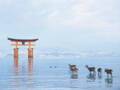 海上に浮かぶ世界遺産〈嚴島神社〉へ。【広島旅】縁結びや学問の神、必勝祈願のご利益も。