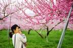 「桃の節句」は女の子のみのお祭り？春の代名詞「桃」の話。