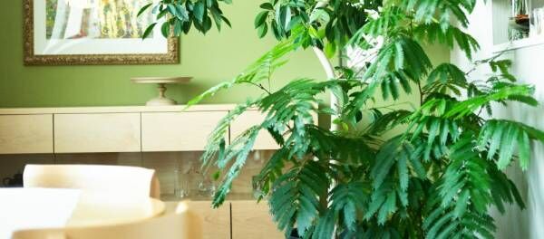 植物と暮らす人。｜コンサルタント・moni『日本庭園をイメージして癒しの空間づくり。』