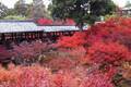 【秋の京都はここに決まり！】京都の紅葉名所と、おすすめグルメ店をご紹介