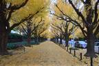 東京の紅葉名所「神宮外苑いちょう並木」｜一緒に立ち寄りたい周辺のおすすめグルメ