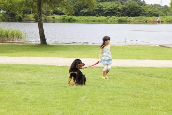 「自閉症児向け介助犬」日本にも広めたい、その多彩な役割とは？
