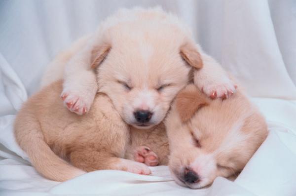 「自閉症児向け介助犬」日本にも広めたい、その多彩な役割とは？