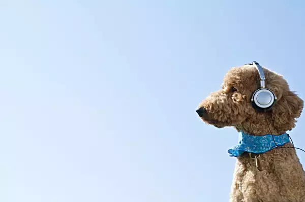 「イキがってる」わけじゃない！聴覚過敏の味方、イヤーマフを知ってほしい