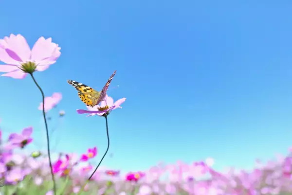 自己愛性パーソナリティ障害とは？特徴やタイプ、境界性パーソナリティ障害との違いって？